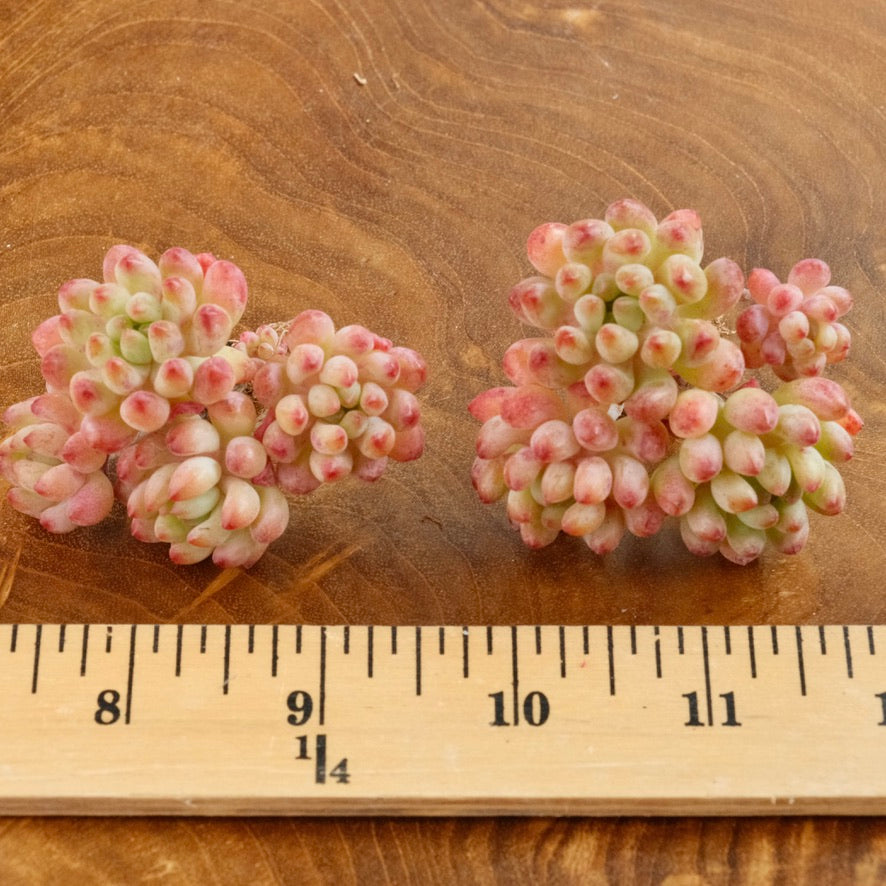 Sedum pachyphyllum hybrid Imported Succulent Plant