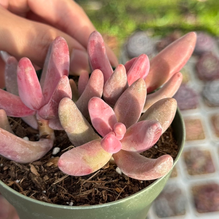 Pachysedum Ganzhou Succulent Plant