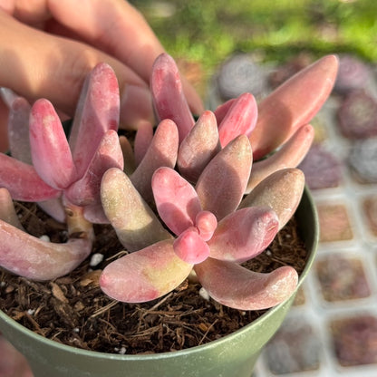 Pachysedum Ganzhou Succulent Plant