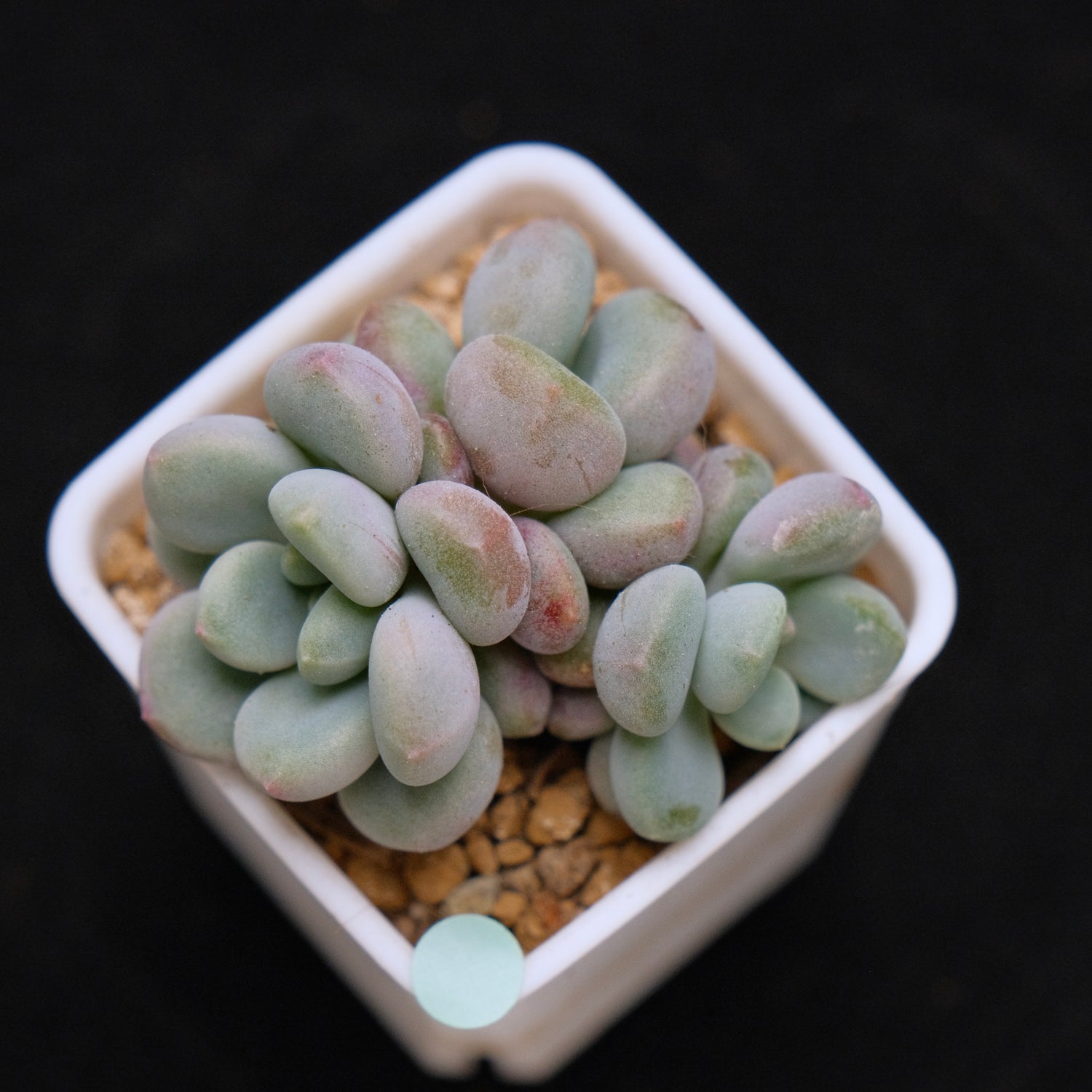 Graptoveria Omega Queen Korean Succulent Plant