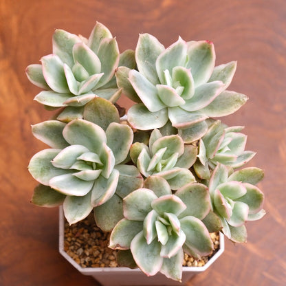 Variegated Echeveria Pink Vera Bonsai Korean Succulent Plant