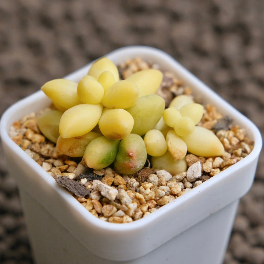 Variegated Pachyphytum Compactum double Imported Succulent Plant