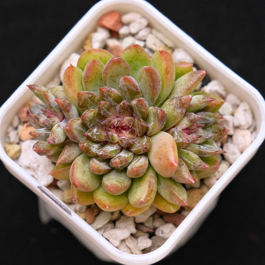 Echeveria Chanel Rose Korean Succulent Plant