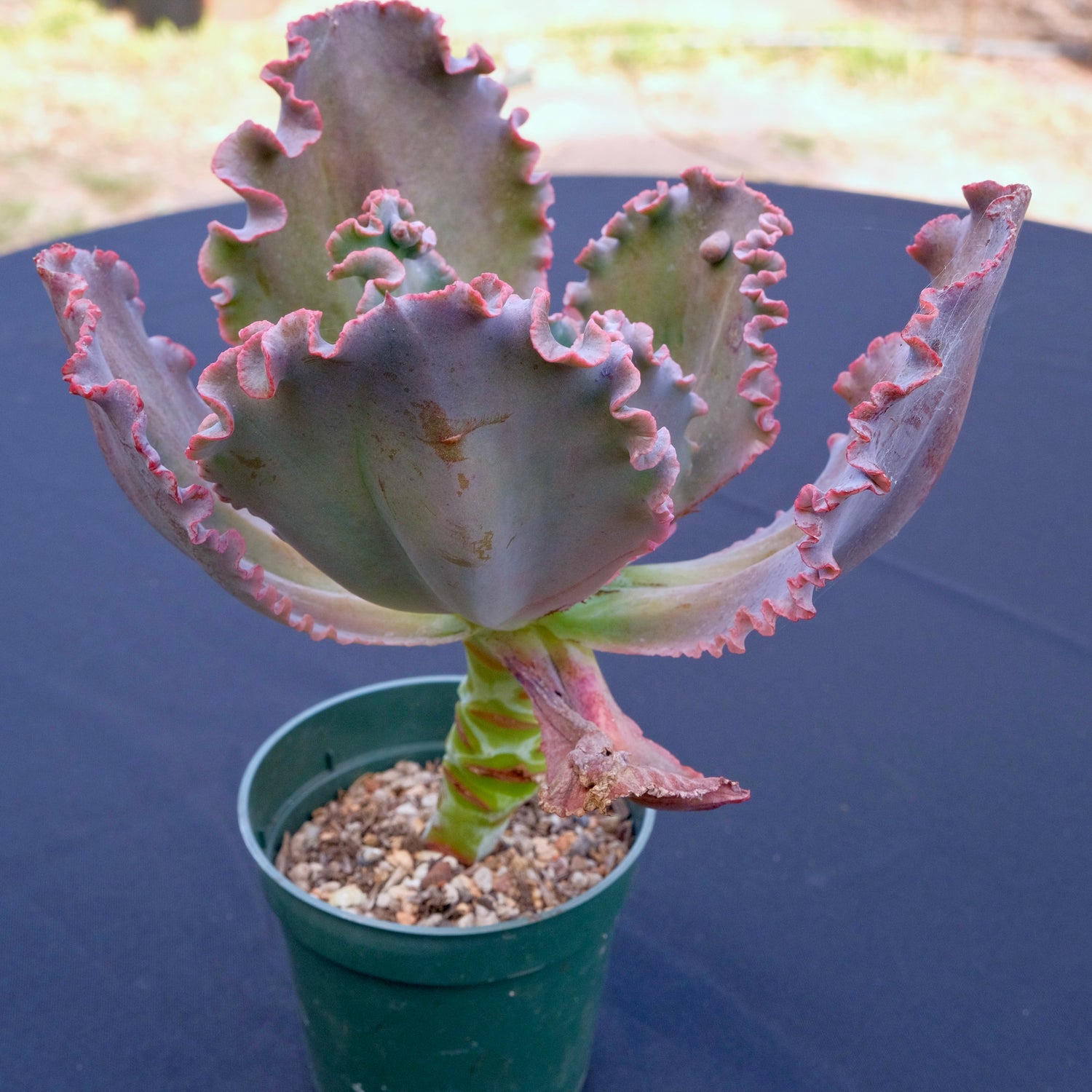 Big Echeveria Mauna Loa - Dick Wright hybrid