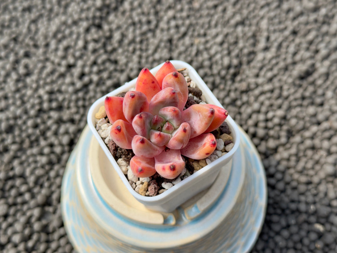 Echeveria Chelsea Korean Succulent Plant Hwaga Hybrid