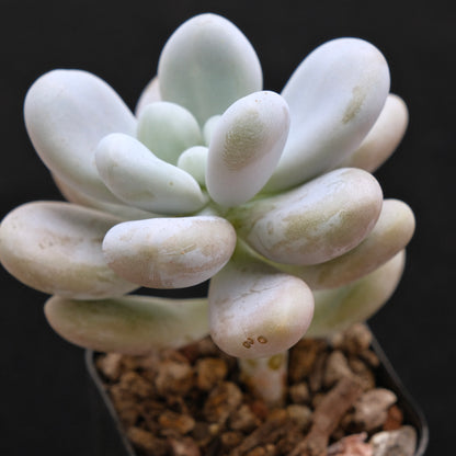 Graptophytum Royal Pretty Korean Succulent Plant