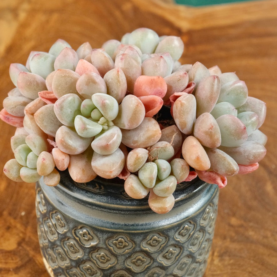 Graptoveria Amor Fati cluster Imported Succulent Plant