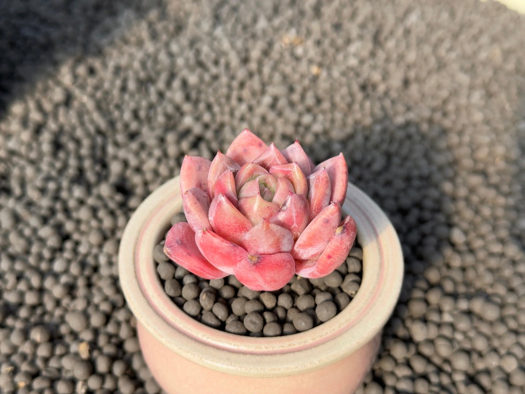 Echeveria Organic Purple Korean Succulent Plant