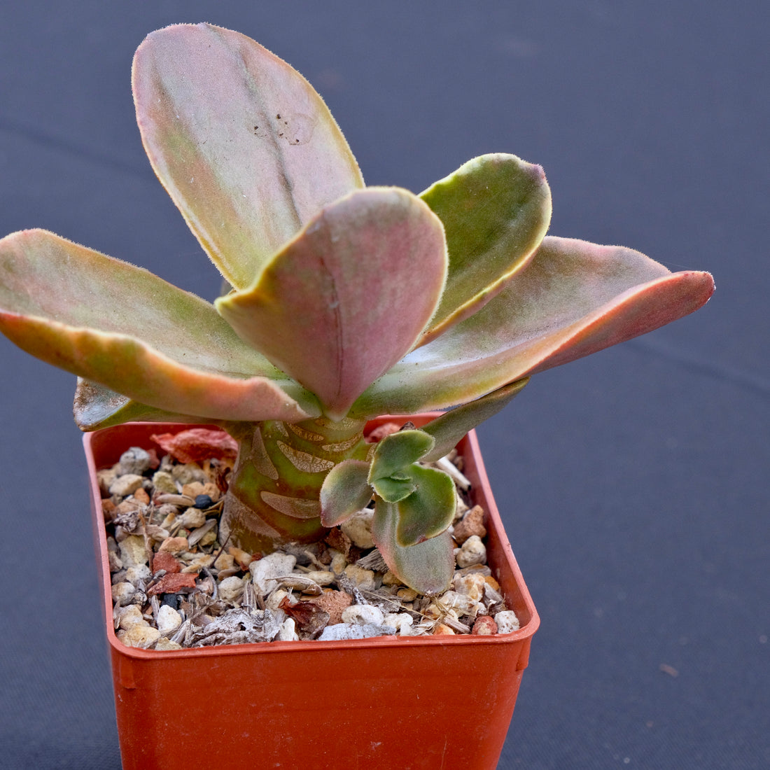 Variegated Echeveria fimbriata Rare Korean Imported Succulent