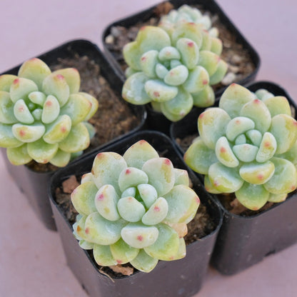 Sedum clavatum Succulent Plant