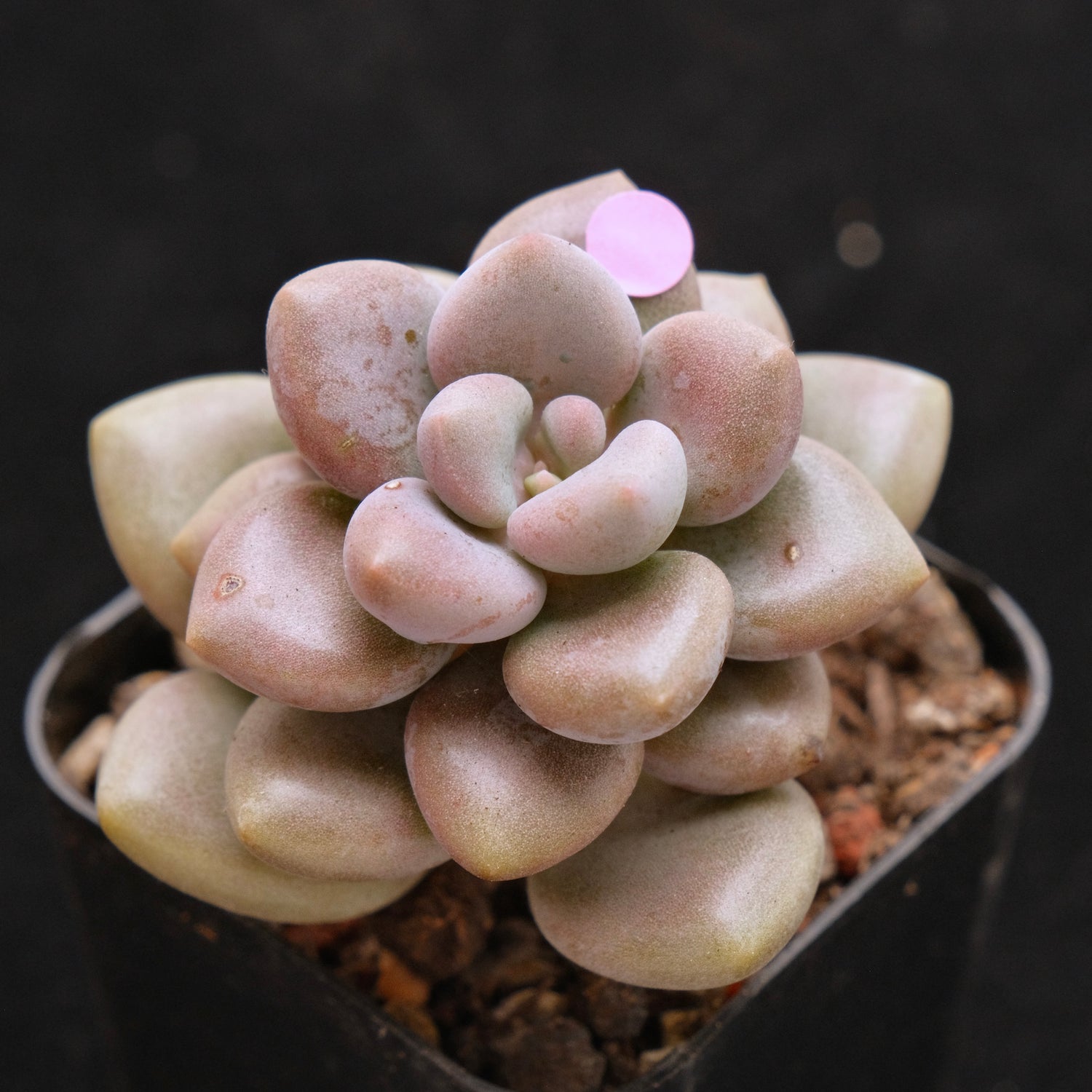 Graptosedum Indian Pink Korean Succulent Plant Air Magic Hybrid