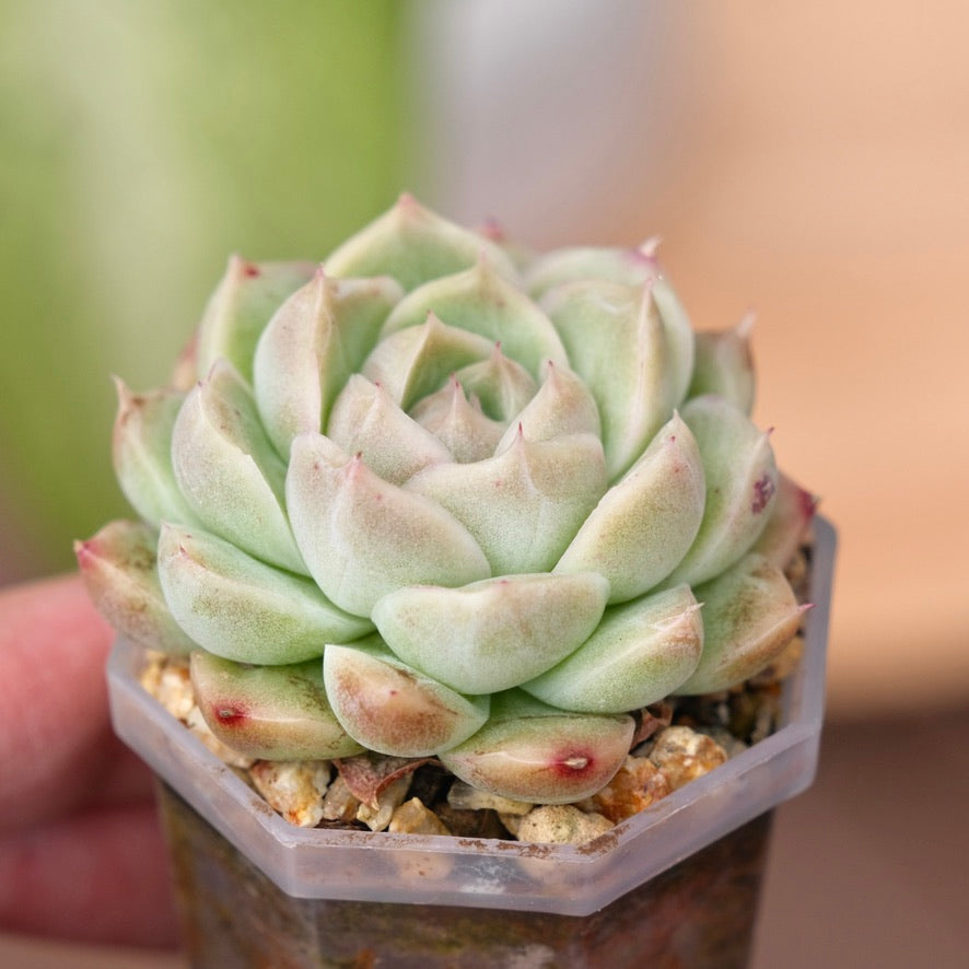 Echeveria Crystal Cream Korean Succulent Plant
