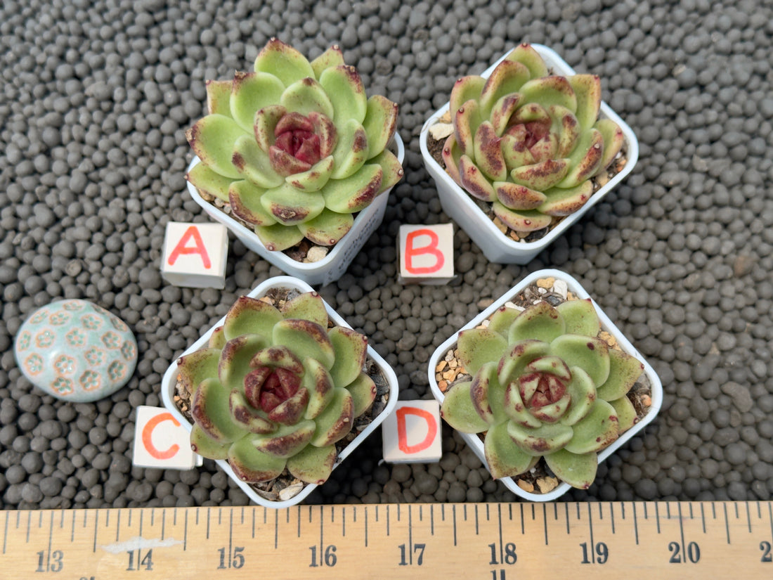 Echeveria Black Edge Korean Succulent Plant Changhee hybrid