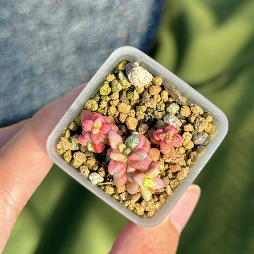 Variegated Crassula deltoidea babies Korean Succulent Plant