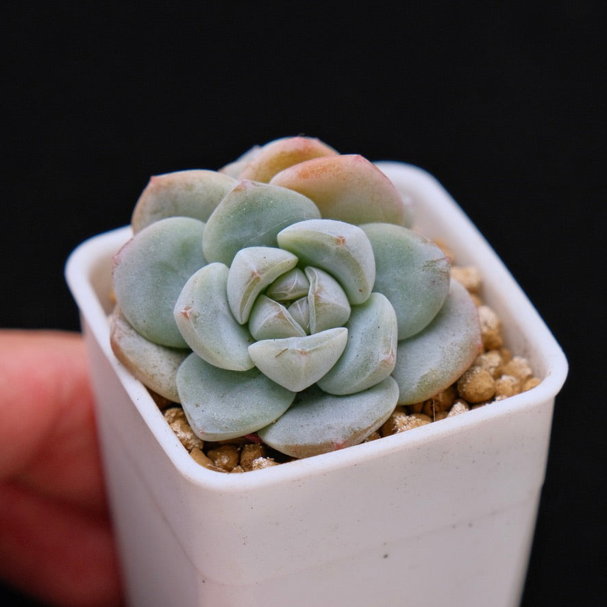Echeveria Ice Green baby double Korean Succulent Plant