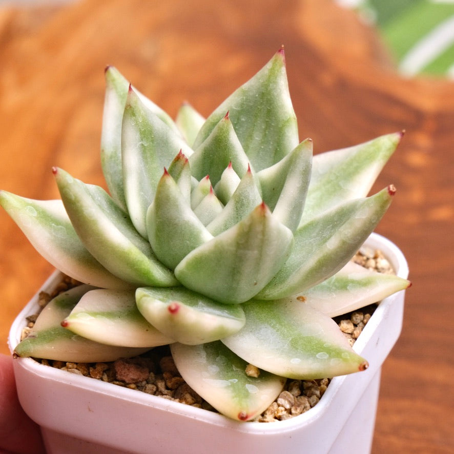 Variegated Echeveria Elkhorn Korean Succulent Plant