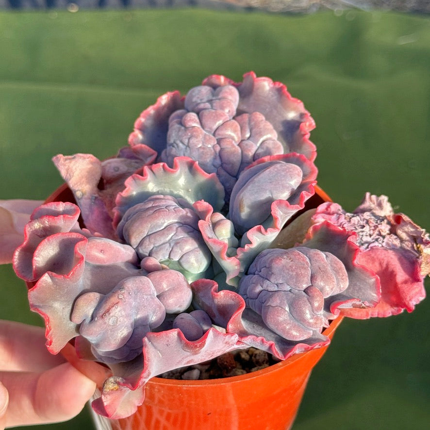 Echeveria Phoenix - Very Rare Dick Wright Hybrid