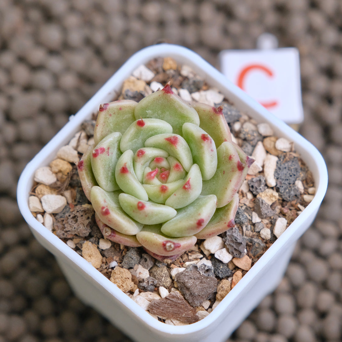 Echeveria Pink Sarahime Korean Succulent Plant - C