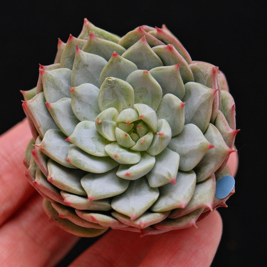Echeveria Party Korean Succulent Plant Bluebird hybrid