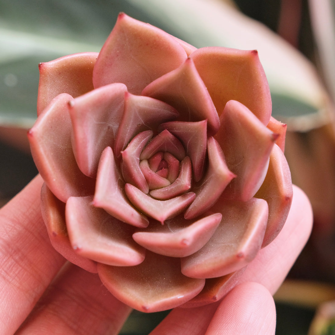 Echeveria Silonica Korean Succulent Plant