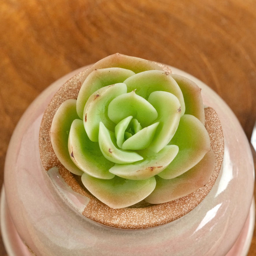 Echeveria Arenas Korean Succulent Plant