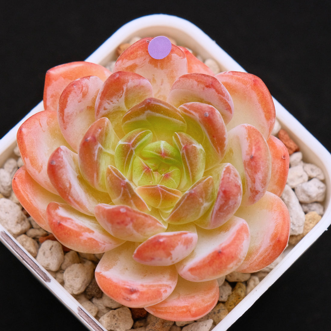 Echeveria Starmark Korean Succulent Plant