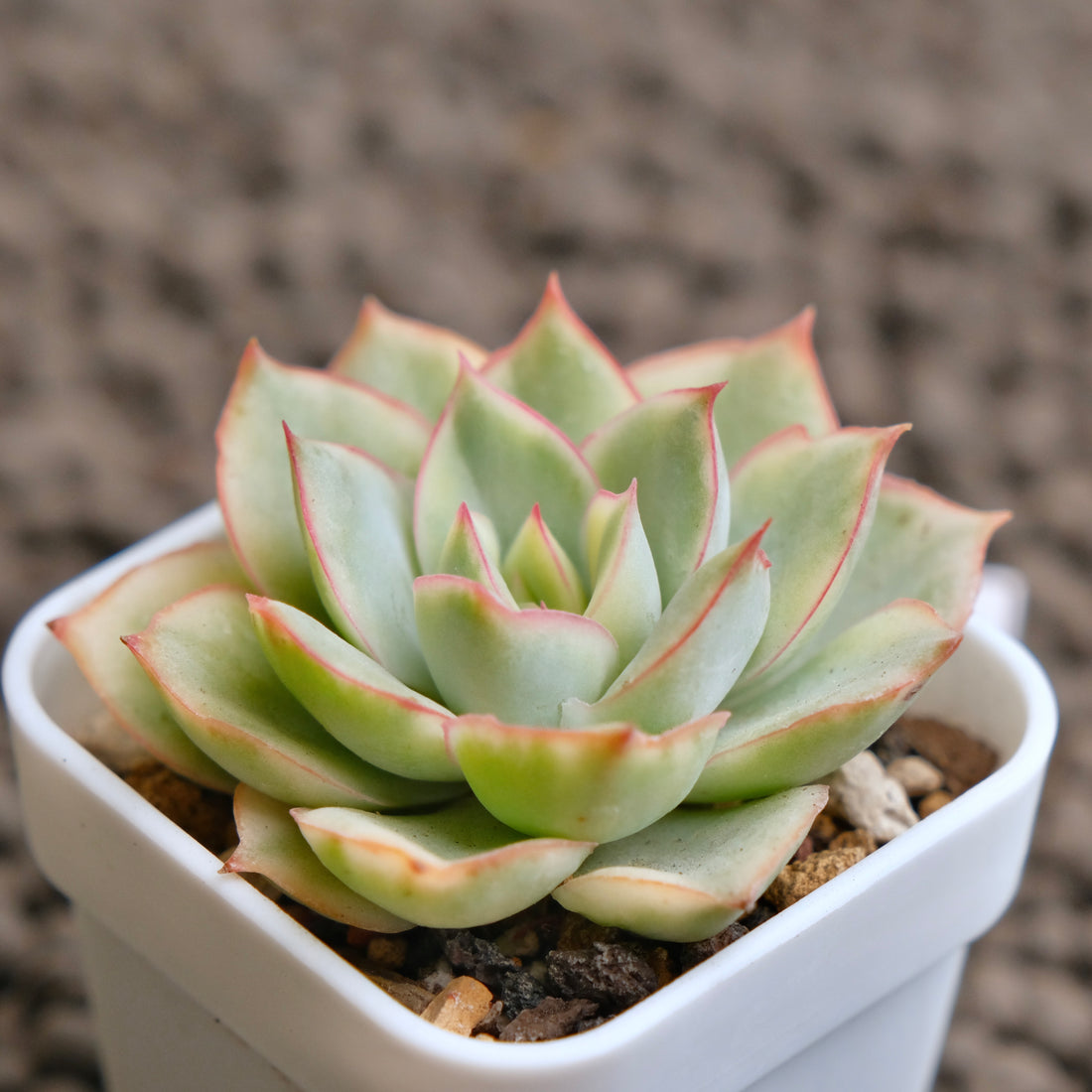 Variegated Echeveria Esther Imported Succulent Plant - C