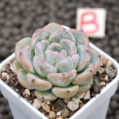 Echeveria Sunsu Korean Succulent Plant Hwaga Hybrid