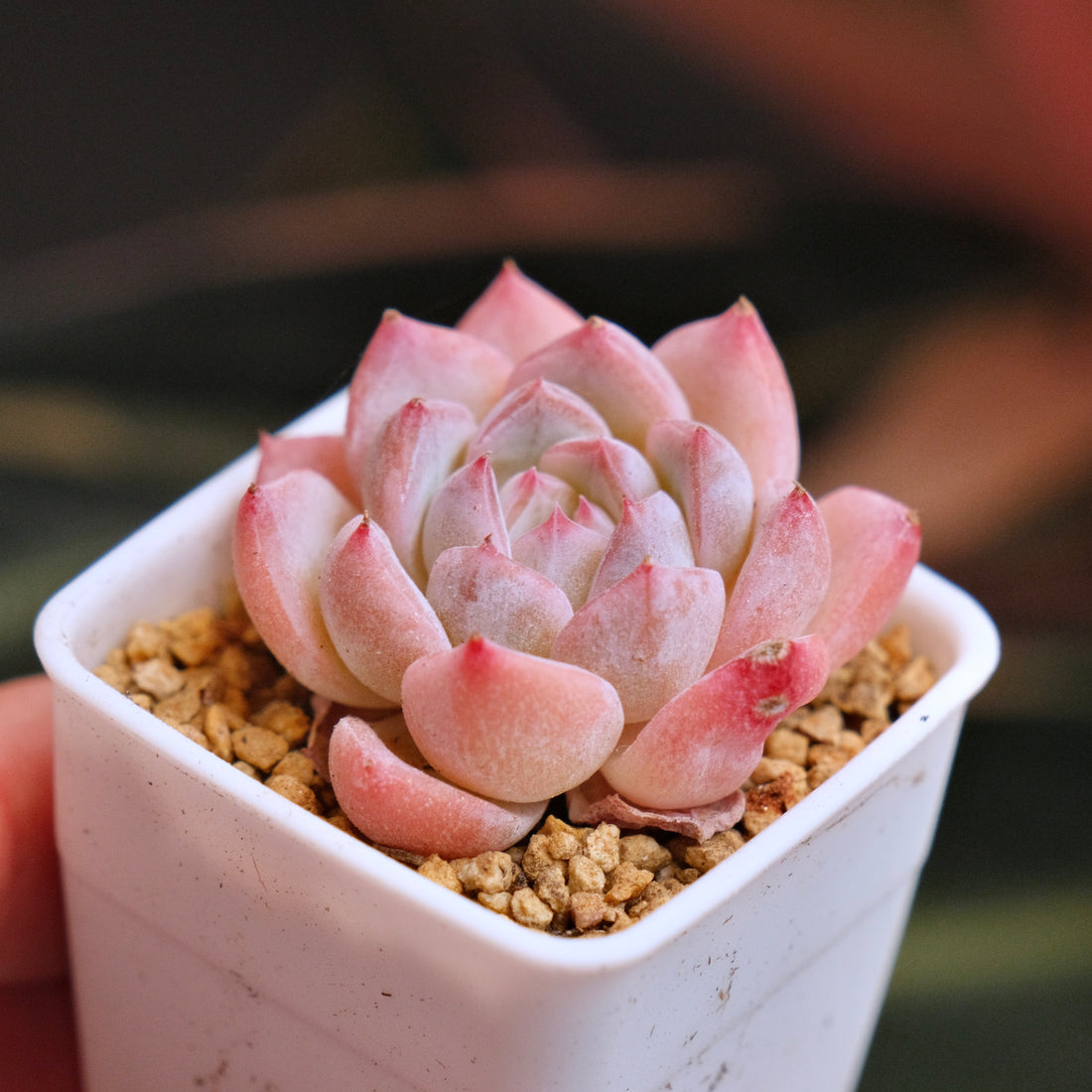 Echeveria hyalina hybrid Korean Succulent Plant *New*