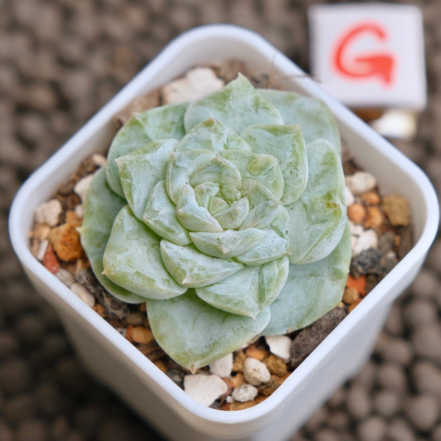 Echeveria Icy Snow (Monstrose) Imported Succulent Plant - G