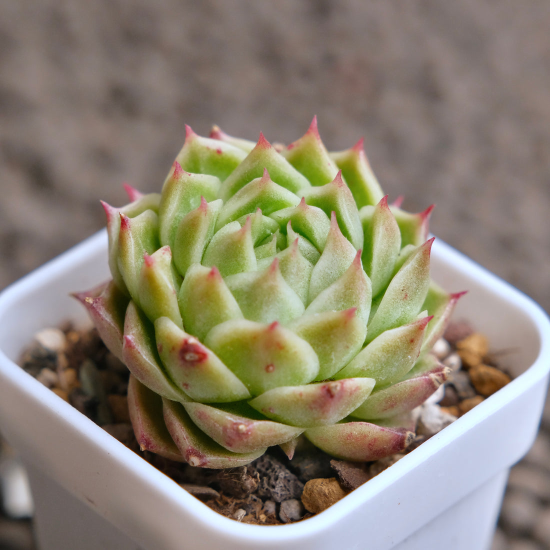 Echeveria JingZhe Imported Succulent Plant - A