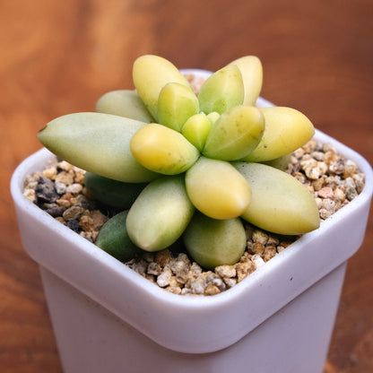 Variegated Pachyphytum compactum Imported Succulent Plant