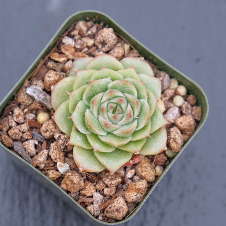 Echeveria Andres Korean Succulent Plant