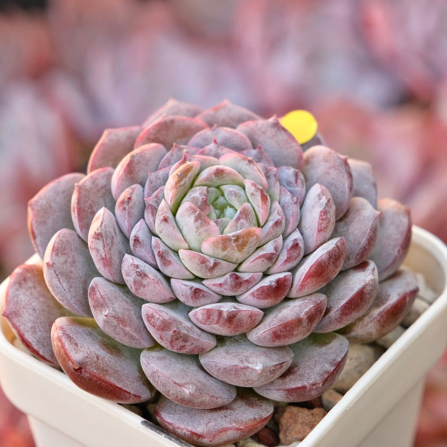 Echeveria Purple Rain Korean Succulent Plant *New*