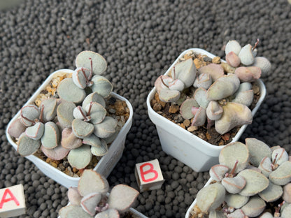 Adromischus Pink Snow Egg (L) Imported Succulent Plant