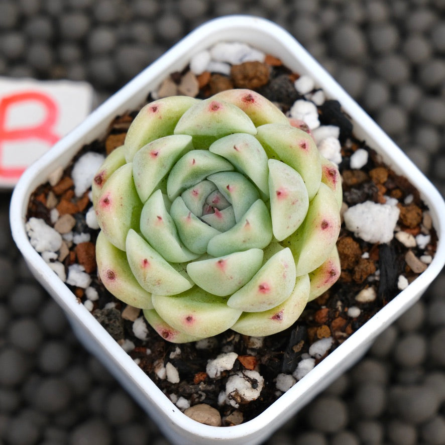 Echeveria Minos Korean Succulent Plant Hwaga Hybrid