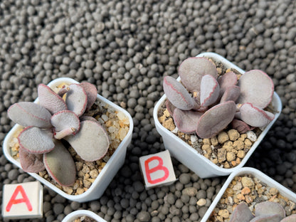 Adromischus &