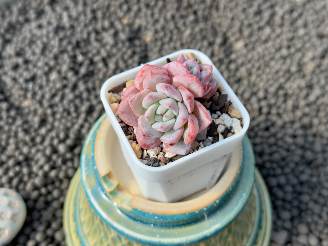 Echeveria Moby Dick Korean Succulent Plant Hwaga Hybrid