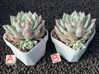 Variegated Echeveria Tippy Korean Succulent Plant