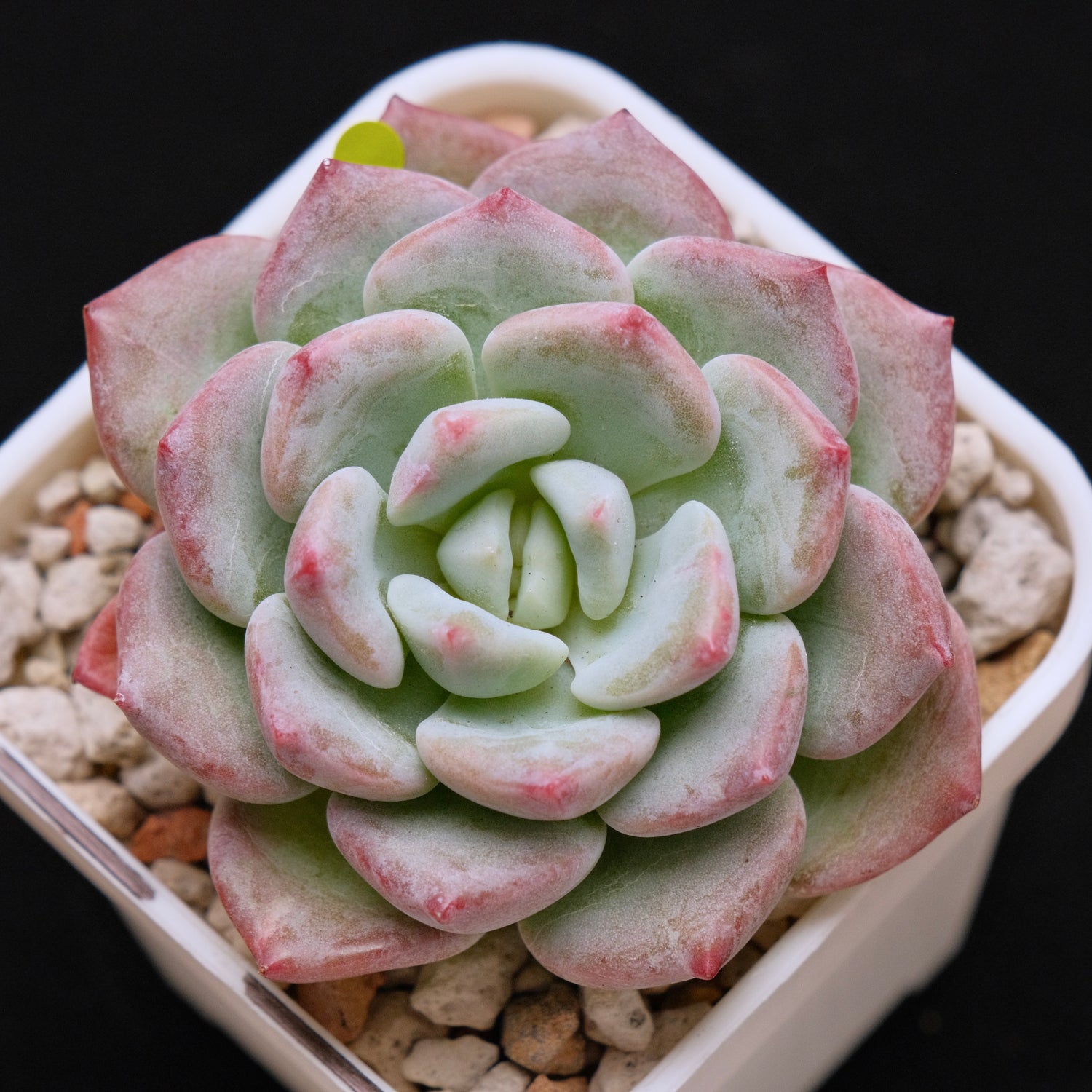 Echeveria Snow Mochi Imported Succulent Plant *New* 雪媚娘