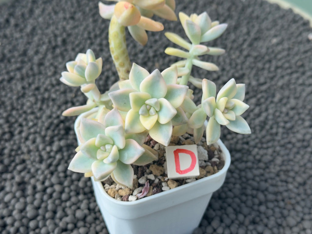 Variegated Graptosedum Ghosty Imported Succulent Plant