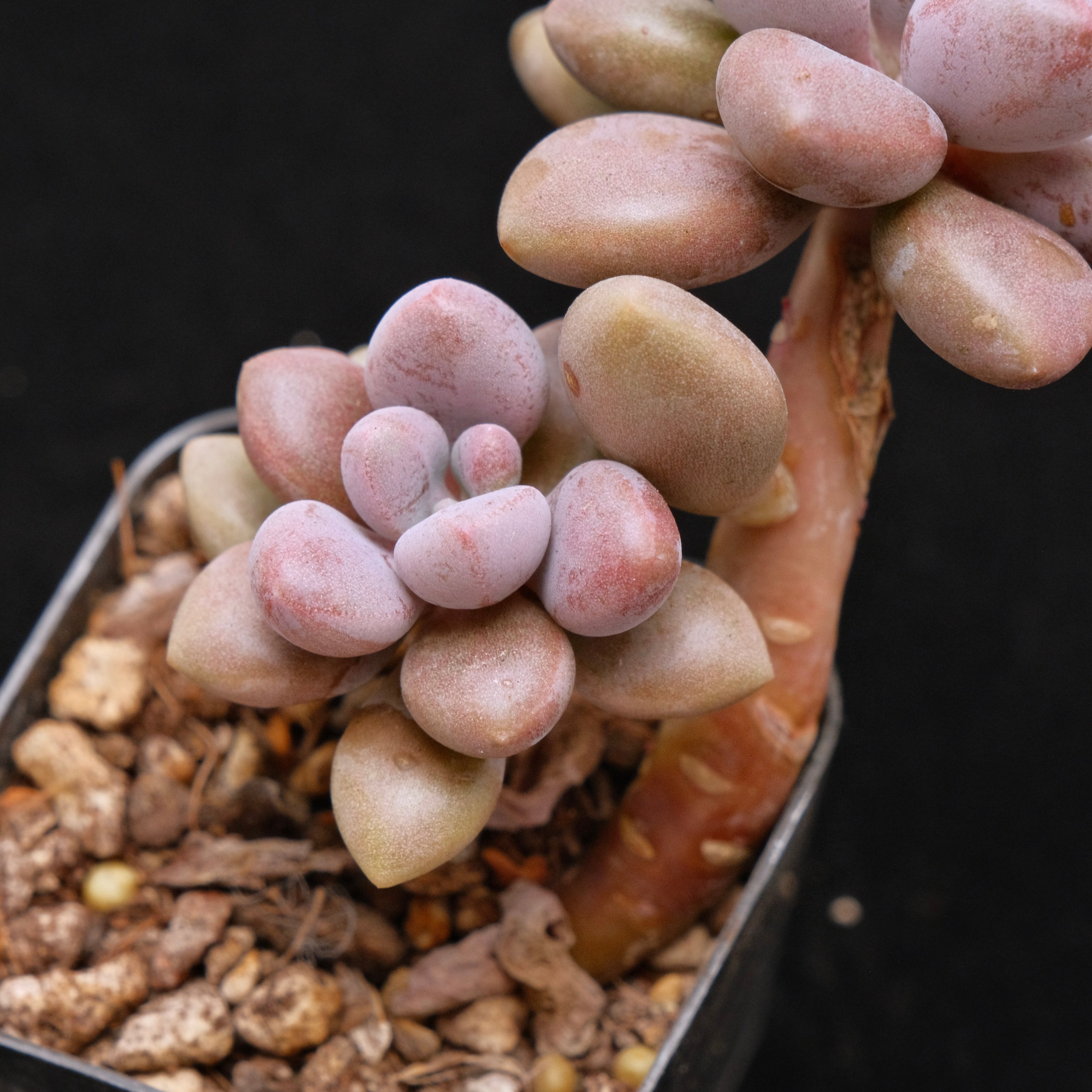 Graptosedum Indian Pink Korean Succulent Plant Air Magic Hybrid