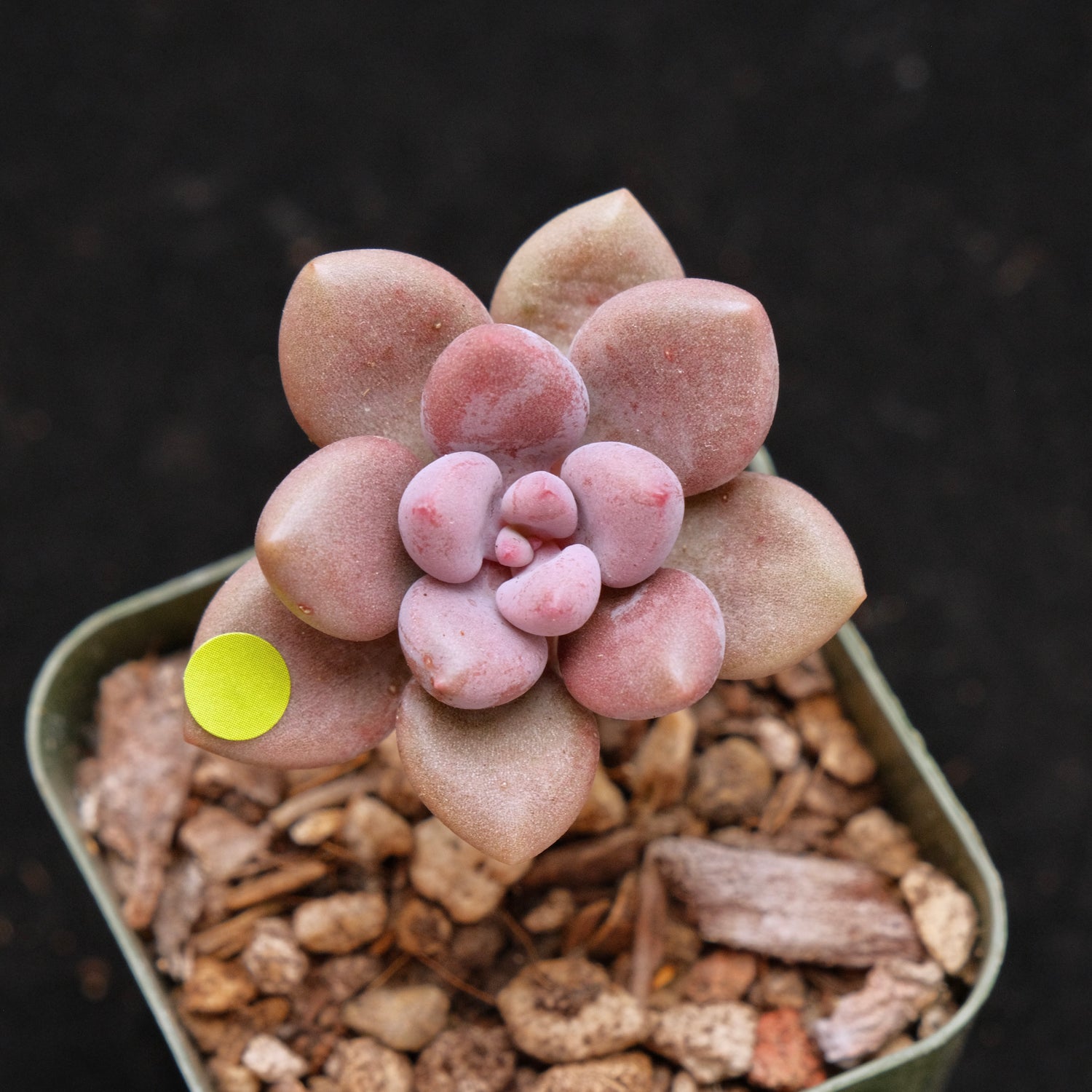 Graptosedum Indian Pink Korean Succulent Plant