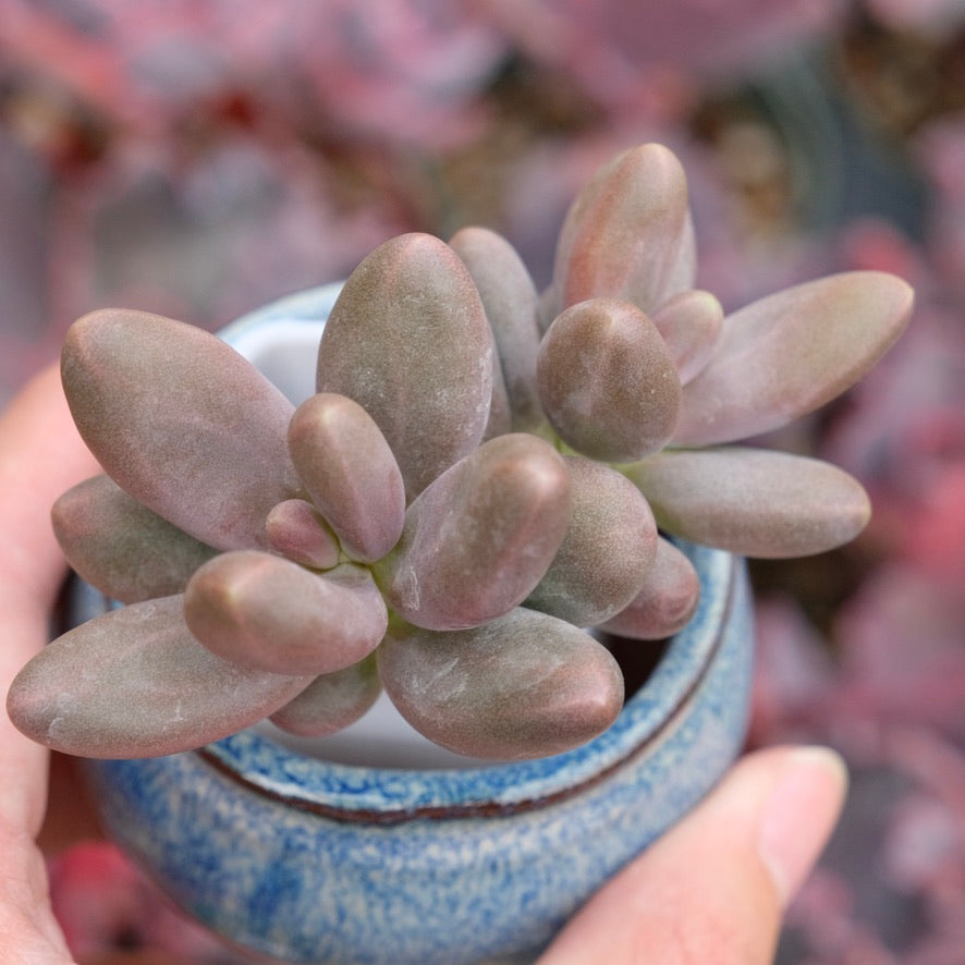 Pachyphytum Oviride Imported Succulent Plant