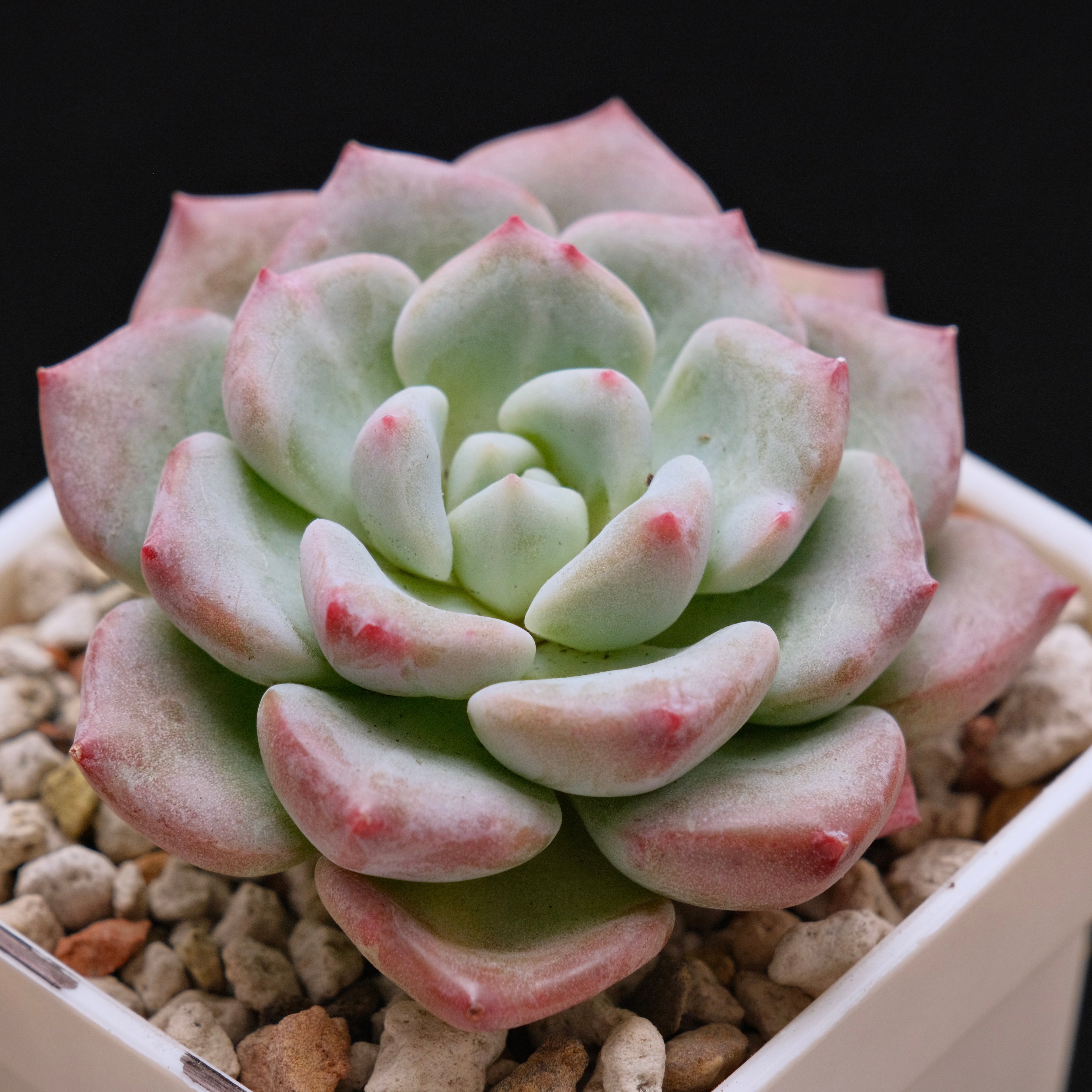 Echeveria Snow Mochi Imported Succulent Plant *New* 雪媚娘