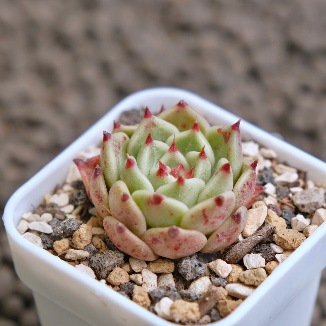 Echeveria Pink Sarahime Korean Succulent Plant - A