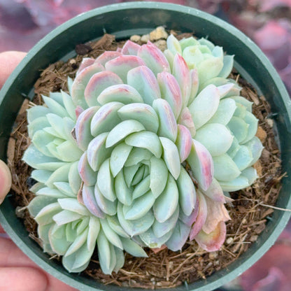 Echeveria elegans &