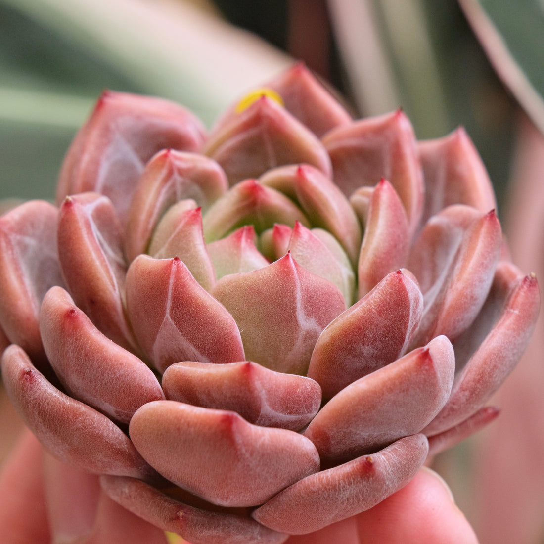 Echeveria EOS Korean Succulent Plant *New*