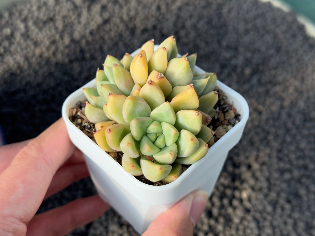 Echeveria Pinkin Korean Succulent Plant Mam &amp; Sister Hybrid