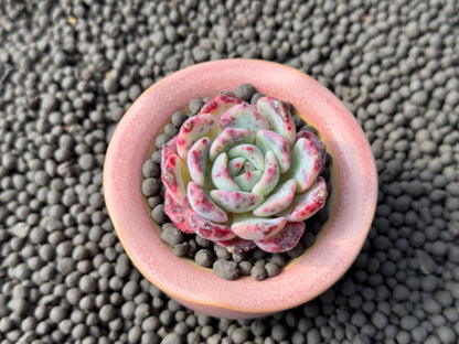 Echeveria Poison Korean Succulent Plant Changhee hybrid